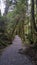 Walkway and cycleway in Fox Glacier