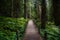 Walkway Through a Dense Forest