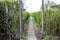 Walkway of an estate between an opened iron gate