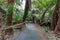 Walkway among ferns in rainforest towards Russell Falls, Tasmania