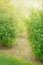 Walkway in the garden throw green bushes of currant to blooming apple tree. Selective focus