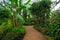 Walkway through a glasshouse tropical garden