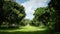 Walkway in green litchi tree farm