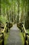 Walkway of hiking trail near bamboo forest