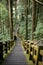 Walkway of hiking trail near bamboo forest
