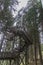 Walkway inbetween the trees at the Talschluss in Saalbach