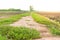 Walkway on irrigation canal in a rural tropical rice field.