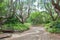 Walkway in the Kirstenbosch National Botanical Gardens