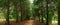 Walkway Lane Path Through Green Thuja Trees In Coniferous Forest. Beautiful Alley, Road In Park. Pathway, Natural Tunnel
