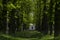 Walkway Lane Path With Green Trees in Forest. Beautiful Alley In Park. Pathway Way Through Dark Forest