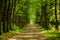 Walkway Lane Path With Green Trees in Forest. Pathway Way Through