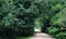 Walkway lane path with green trees in forest. Road in park. Lonely way through spring forest