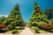 Walkway Lane Path With Green Trees In Garden. Beautiful Alley, Road