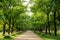 Walkway Lane Path With Through Juglans Mandshurica, The Manchuri