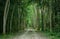 Walkway lane path with tall trees in forest : Thailand