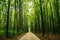 Walkway Lane Path With Through Tilia Cordata Trees In Forest. Be