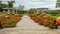 Walkway lined with French marigold flowers, hedges and pumpkins at the Dallas Arboretum and Botanical Garden in Texas.