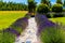 Walkway lined with lavender flower hedge to a residential walled off swimming pool in a compound in Wanaka Otago New Zealand.