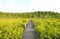 Walkway through mangroves forest