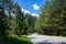 Walkway on the mountain forest on a sunny summer day in Zlatibor, Serbia