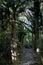 Walkway in New Zealand forest