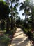 Walkway in palm park