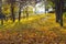 Walkway in the park is covered with fallen leaves