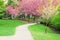 Walkway path with cherry trees in flower