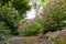 A walkway or path through a colourful and lush botanical garden. Closeup of a variety of beautiful flowering plants in a