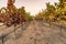 Walkway pathway with grapes at vineyards