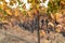 Walkway pathway with grapes at vineyards