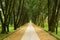 Walkway in the pine woods