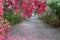 Walkway Pink Azaleas Spring in Charleston South Carolina