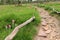 WalkWay in Siam Tulip Field