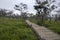 Walkway stone path in forest  by vegetation