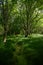 Walkway Through Tall Grass in Grove of Trees