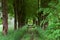 Walkway of tall old green trees, the old dirt road between the tall trees