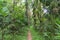 Walkway to tropical rainforest in Khao Yai National Park,Thailand