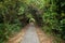 Walkway and tree tunnel at the Lamma Island