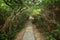 Walkway and tree tunnel at the Lamma Island