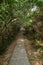 Walkway and tree tunnel at the Lamma Island