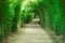 Walkway tunnel of trees