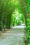 Walkway tunnel of trees