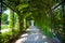 Walkway under a green natural tunnel