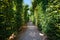 Walkway under a green natural tunnel