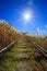 Walkway uphill with sunny blue sky - Senboku, Akita, Japan