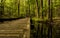 Walkway Through Wetlands