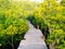 Walkway with wooden bridge through mangrove forrest