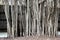 Wall of aerial roots a large banyan tree (ficus benjamina)