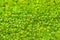 Wall background from green leaves of creepers plant